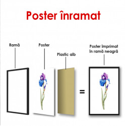 Poster, Floare de iris pictat în acuarelă