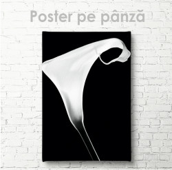Poster, Floarea albă