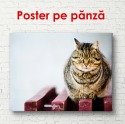 Poster, O pisica sta pe bancă