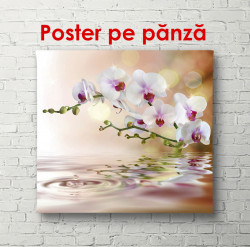 Poster, Orhidee delicată în reflexia apei pe un fundal maro