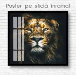 Poster, Privirea leului