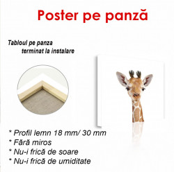 Poster, Pui de girafă pe un fundal alb