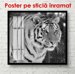 Poster, Tigru la vânătoare