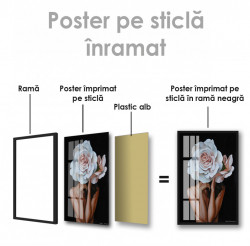 Poster, Trandafir