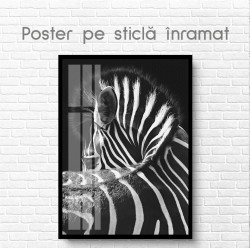 Poster, Zebră