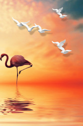 SET, Flamingo la apus de soare