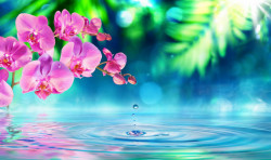 Tablou modular, Orhidee roz în reflexia apei