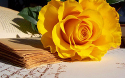 Tablou modular, Trandafirul cu culoarea galbenă pe masă