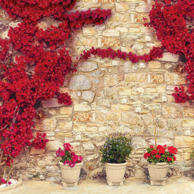 Fototapet, Copaci roșii lângă perete
