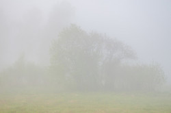 Fototapet, Copacul în ceață