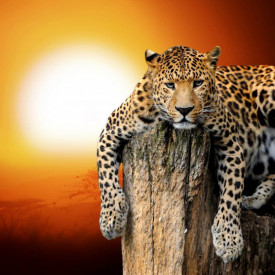 Fototapet, Leopardul pe fundalul unui apus