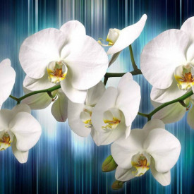 Fototapet, Orhidee albă pe un fundal albastru