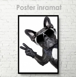 Poster, Câinele Glamour