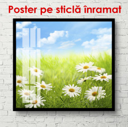 Poster, Câmp de flori de romanițe