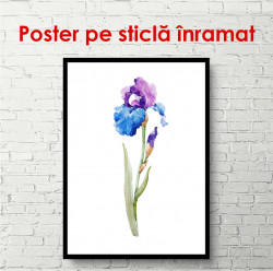 Poster, Floare de iris pictat în acuarelă