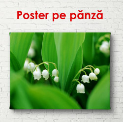 Poster, Flori albe de primăvara
