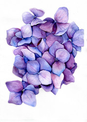 Poster, Flori violete