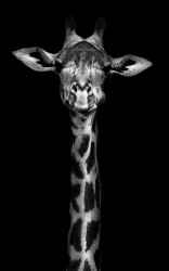 Poster, Girafa si zebra