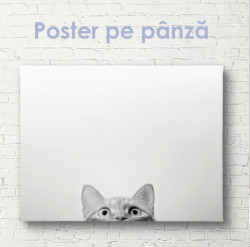 Poster, Imagine minimalistă a unei pisici pe un fundal gri