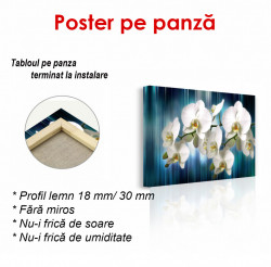 Poster, Orhidee albe pe fundal albastru