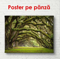 Poster, Parcul verde cu ramuri arcuite lângă copaci
