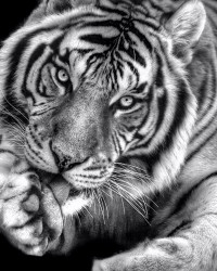 Poster, Tigru alb-negru