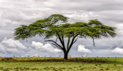 Tablou modular, Un copac exotic în savana