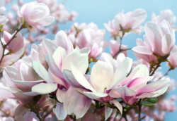 Fototapet 3D, Flori albe și roz pe fundalului cerului senin