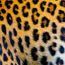 Fototapet, Factură piele de leopard