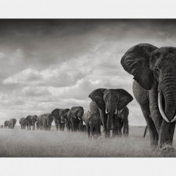 Fototapet, O turmă de elefanți