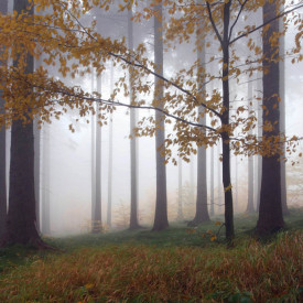 Fototapet, Pădurea în ceață