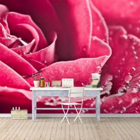 Fototapet, Un trandafir roz și picături de rouă