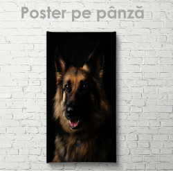 Poster, Câinele Ciobanesc