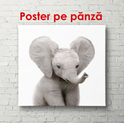 Poster, Elefantul pe fundalul alb