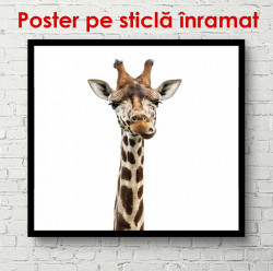 Poster, Girafă pe un fundal alb