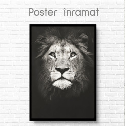 Poster, Leul grațios