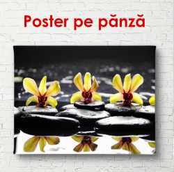 Poster, Orhidee galbene pe pietre negre