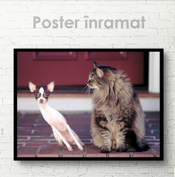 Poster, Pisica și câinele