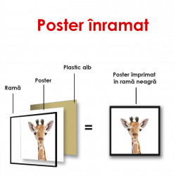 Poster, Pui de girafă pe un fundal alb