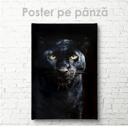 Poster, Puma neagră