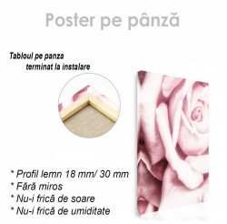 Poster, Trandafirul roz