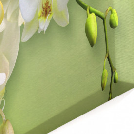 Tablou modular, Orhidee albă pe fundal verde.