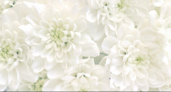Fototapet, Crizanteme albe