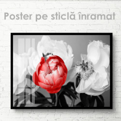 Poster, Bujor roșu pe fond de flori albe