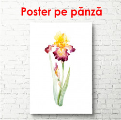 Poster, Floare de iris aprins pictat în acuarelă
