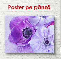 Poster, Flori de primăvară violet