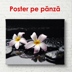 Poster, Flori roz pe pietre