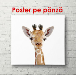 Poster, Girafa pe un fundal alb