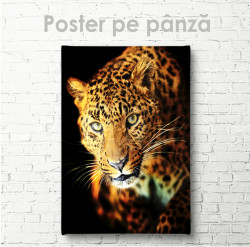 Poster, Leopard