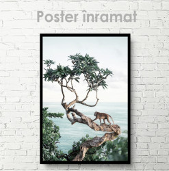 Poster, Maimuță în un copac